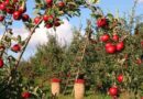 Local workforce helps family apple business weather challenging times