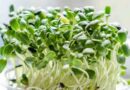 Microgreens business bounces back after Covid