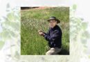 Australia: NSW farmers research-ready to tackle feathertop Rhodes grass