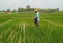 Nepal Government endorses new site-specific fertilizer recommendations for rice