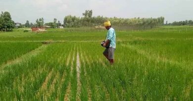 Nepal Government endorses new site-specific fertilizer recommendations for rice