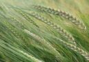 SY VESSEL: A unique winter malting barley in a brewing world