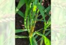Australia: New stripe rust trials to create early warning network for northern growers