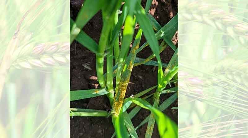Australia: New stripe rust trials to create early warning network for northern growers
