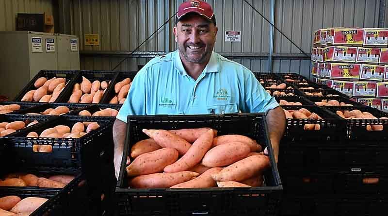 Quality sweet potatoes with new nematicide product