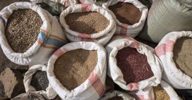 Climate-smart sorghum varieties most valued among Tanzanian farmers: ICRISAT study