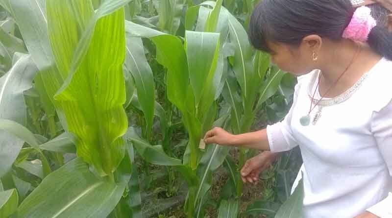 Study shows toxicity of chemical pesticides used in maize against natural enemy of Asian corn borer pest