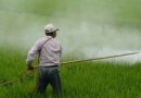 Punjab government bans 10 agrochemicals to save basmati rice exports