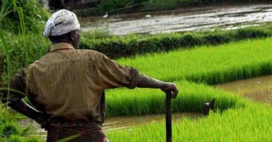 Following Punjab, Haryana bans 10 insecticides to save paddy exports