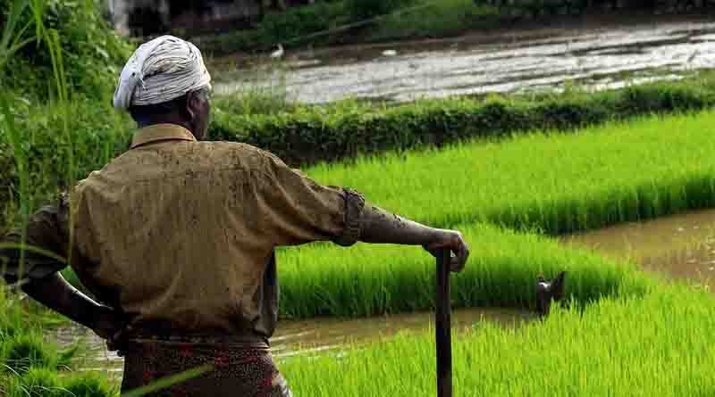 Following Punjab, Haryana bans 10 insecticides to save paddy exports