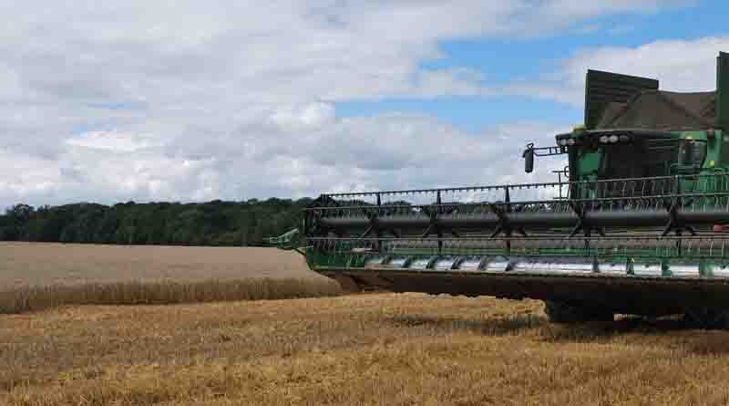 Official Harvest Results: Wheat Update