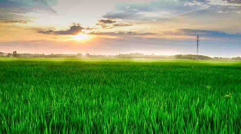 India: Punjab and Haryana Farmers facing stunted growth of paddy