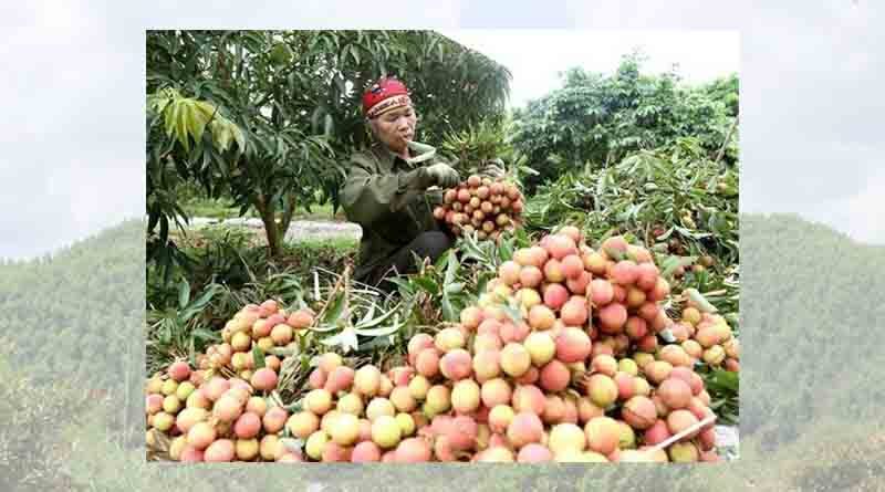 Agro-forestry and fishery exports in July 2022 were estimated at 4.76 billion USD