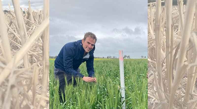 Australia: Novel in-season approach may help growers avoid frost damage