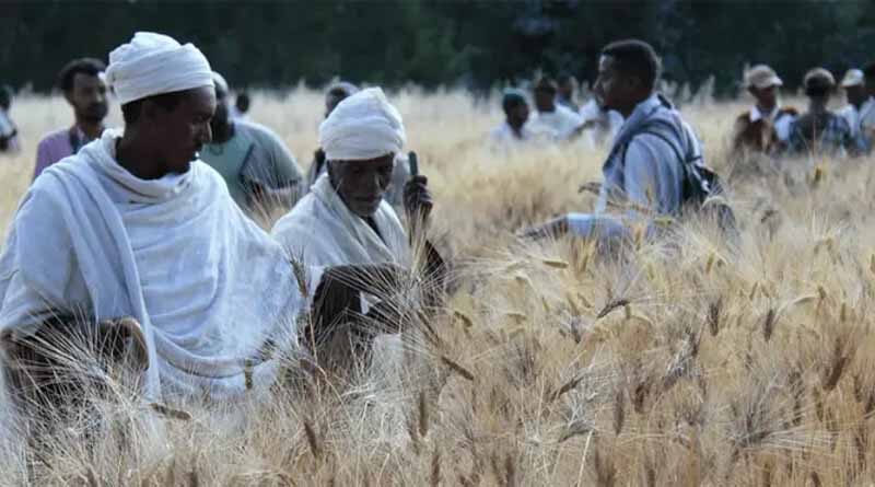 CRAFT tool helps Ethiopian experts predict crop yields to improve early warning decisions
