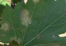 Downy mildew concern in grapevines shines light on unique new fungicide