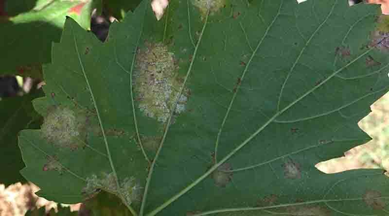 Downy mildew concern in grapevines shines light on unique new fungicide