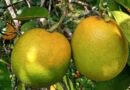 New platform for the fight against Citrus Greening
