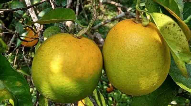 New platform for the fight against Citrus Greening