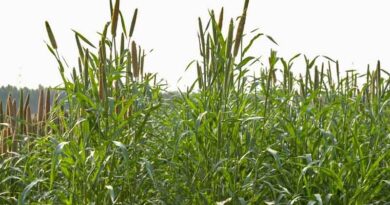 Two pearl millet varieties with superior forage yields released in India