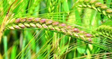 Winter malting barley harvest update