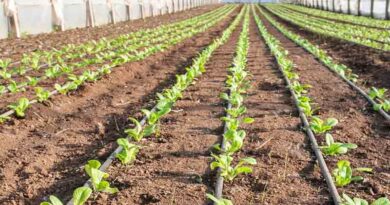 Research Institutes for Agricultural Growth