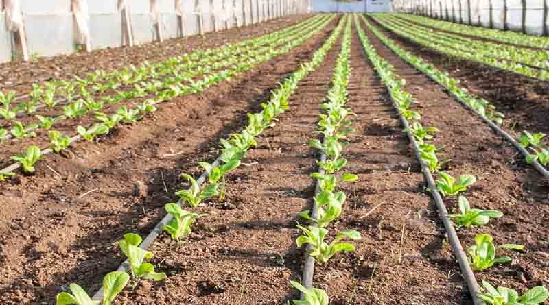 Research Institutes for Agricultural Growth