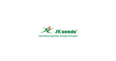 JK Seeds high yielding wheat variety JK Pitambar
