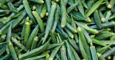 High yielding and export quality ladyfinger variety Radhika
