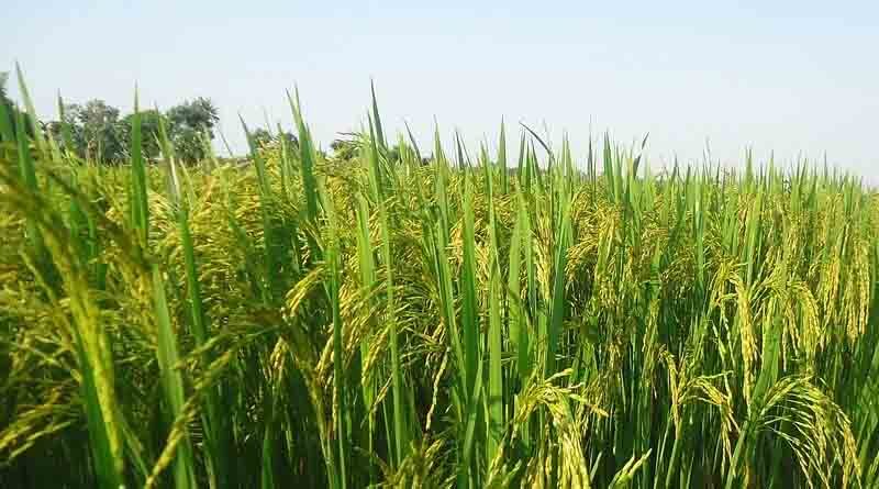 Farmers can apply online till August 25 to avail machines under Crop Residue Management