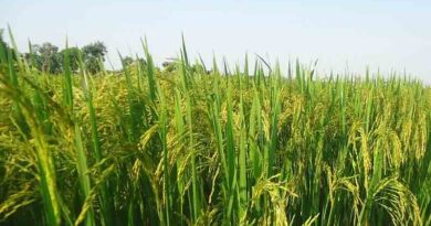 Savannah's paddy variety Sava smart rice® 127