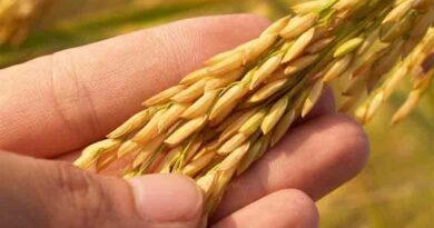 Savannah's high yielding paddy variety Sava smart rice® 200 