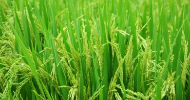 Eleven new and improved rice varieties released in Burundi
