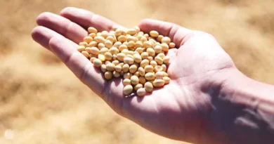 Recommended improved varieties of Soybean for Chhattisgarh