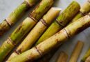 Govt approves sugarcane FRP at Rs. 305 per quintal