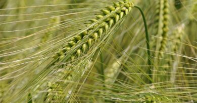 Afghan wheat landrace shows promise for rust resistance