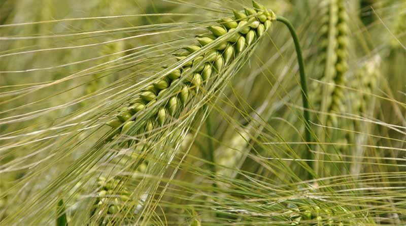 Afghan wheat landrace shows promise for rust resistance