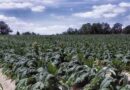 Alternatives for Tobacco Farmers