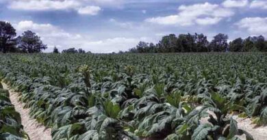 Alternatives for Tobacco Farmers