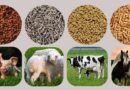 Animal feed imports up to 3.1 billion USD