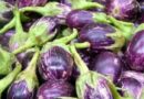 Brinjal Varieties Suitable for growing in Kharif in Uttarakhand (Plains and Hill)