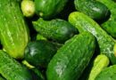Cucumber Varieties Suitable for growing in Kharif in Uttarakhand (Plains & Hills)