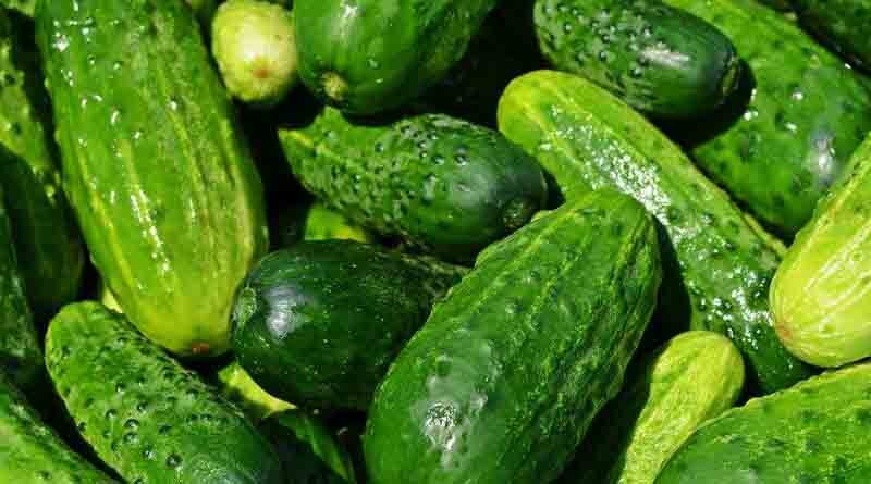 Cucumber Varieties Suitable for growing in Kharif in Uttarakhand (Plains & Hills)