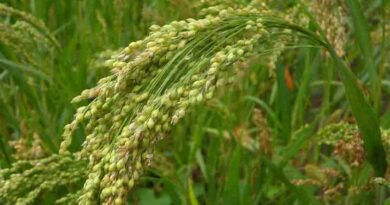 Mandua (Finger millet) Varieties Suitable for growing in Kharif in Uttarakhand (For Hills)