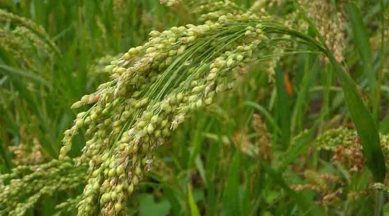 Mandua (Finger millet) Varieties Suitable for growing in Kharif in Uttarakhand (For Hills)