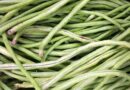 Frenchbean Varieties Suitable for growing in Kharif in Uttarakhand (Hill)