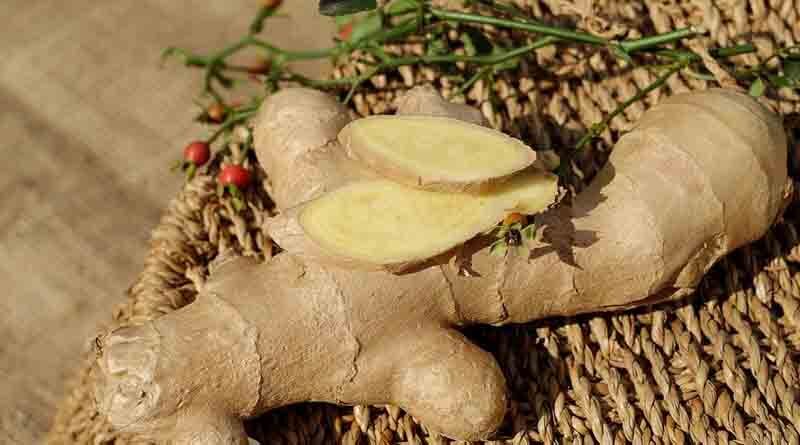Ginger Varieties Suitable for growing in Kharif in Uttarakhand 