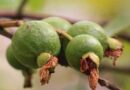 Guava Varieties Suitable for growing in Uttarakhand 