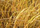 Jethi Paddy Varieties Suitable for growing in Uttarakhand in Kharif