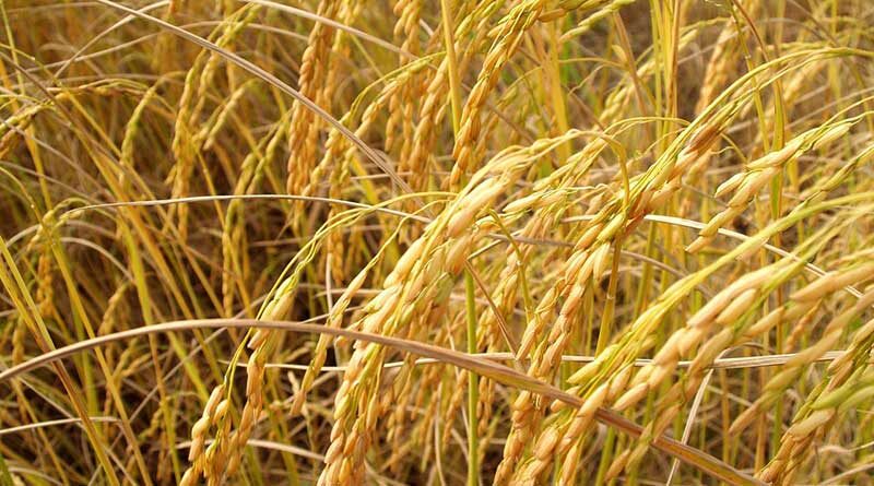 Jethi Paddy Varieties Suitable for growing in Uttarakhand in Kharif